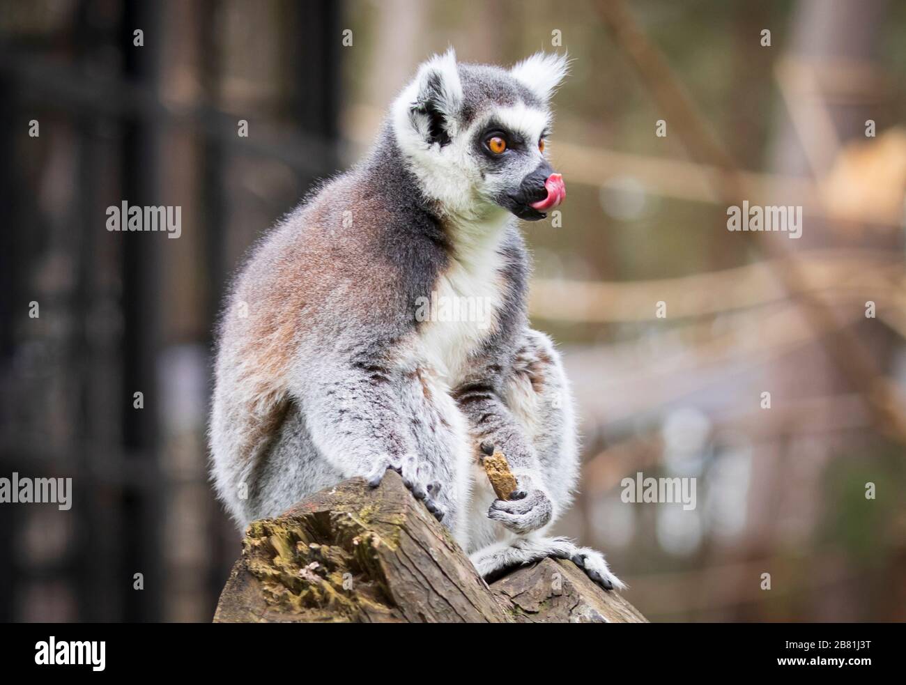 Ein Lemur im Yorkshire Wildlife Park in Doncaster, wo der Park immer noch öffentlich zugänglich bleibt, da Coronavirus weiterhin Großbritannien trifft. Stockfoto