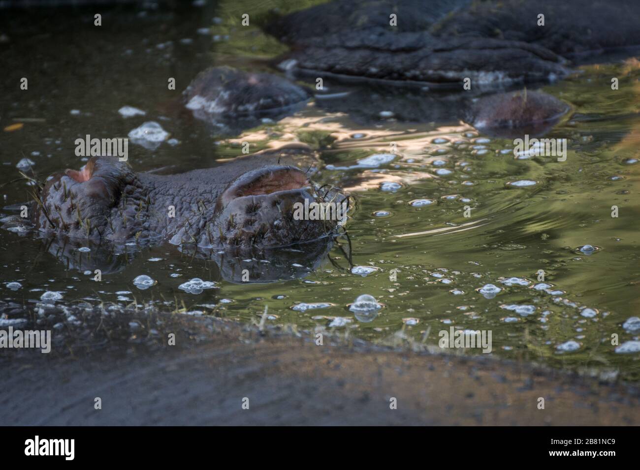 Nasenlöcher eines afrikanischen Hippopotamus unter Wasser in einem Teich Stockfoto