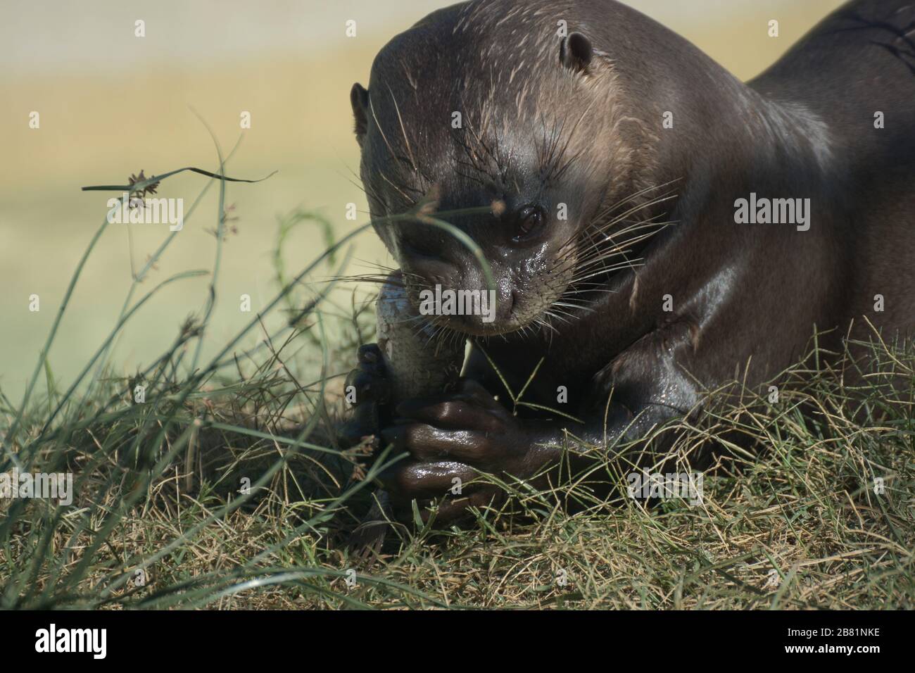 Porträt eines Fischotters, der einen Fisch neben einem Teich in die Wildnis isst Stockfoto