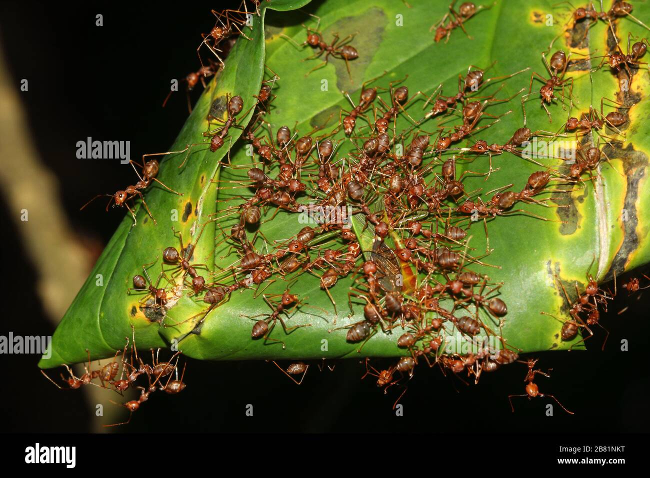 Ameisen greifen an! Stockfoto