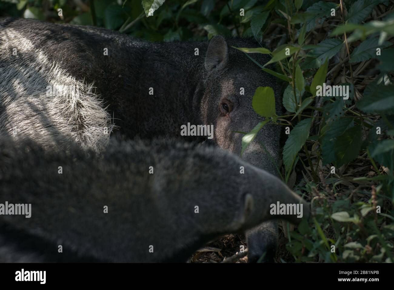 Wunderbarer Moment eines weiblichen Riesenanteaters, der mit ihrem Kalb auf dem Gras spielt Stockfoto
