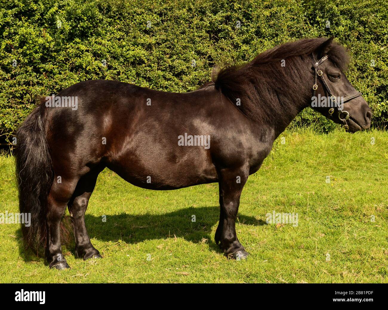 Shetland-Pony Stockfoto