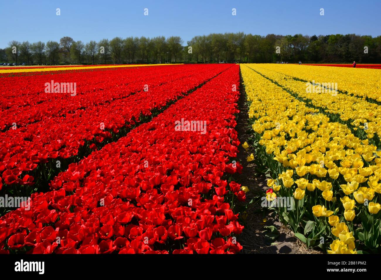 Lisse, die Netherlands-Mai 2019: Blick auf die langen Reihen von leuchtend gelben und roten Tulpen im Frühjahr Stockfoto