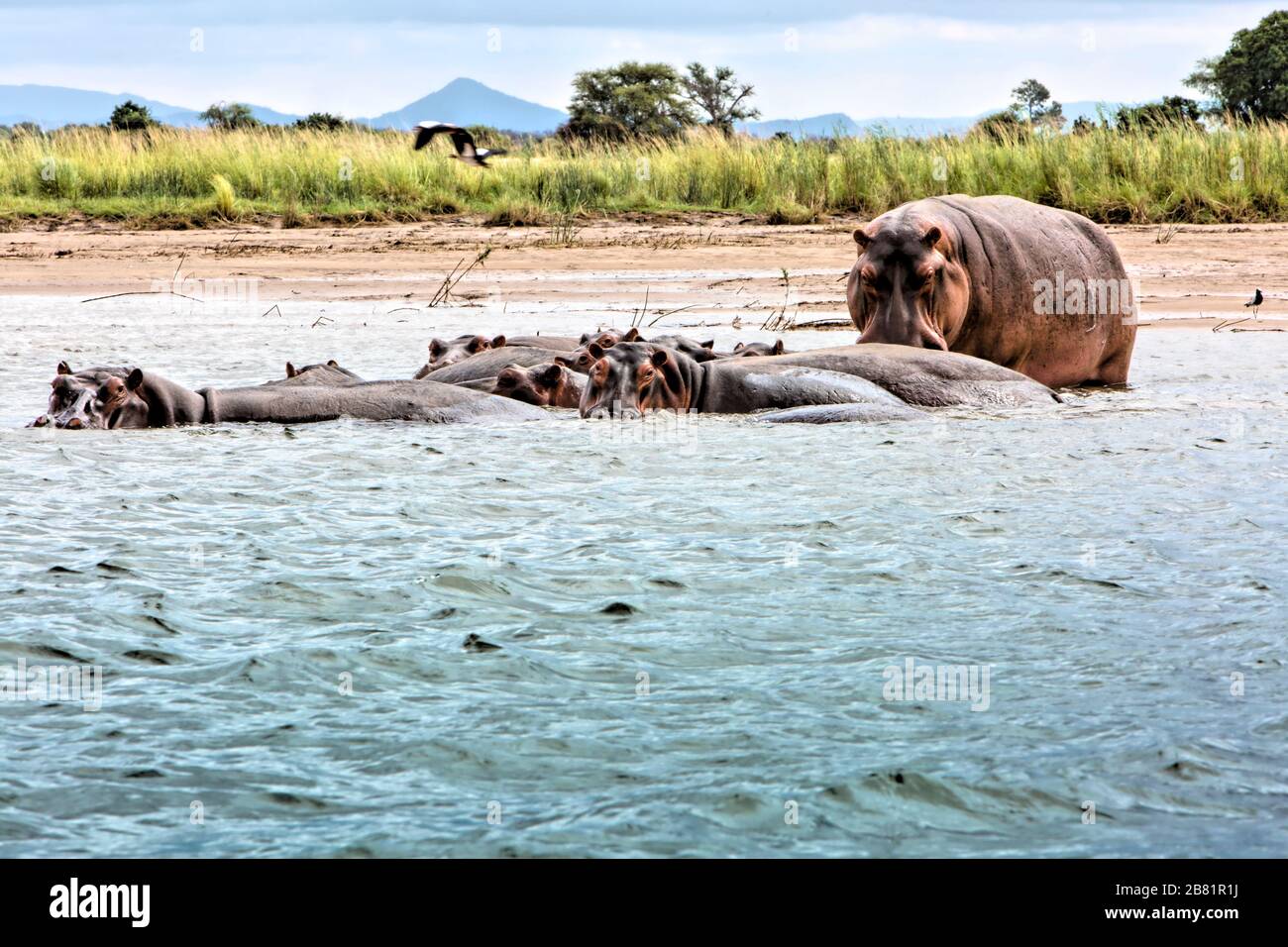 Eine Gruppe von halb untergetauchten Flusspferden kühlt sich im Wasser des Zambezi Flusses ab. Abgesehen von einem, der ein wenig neugieriger ist. Stockfoto
