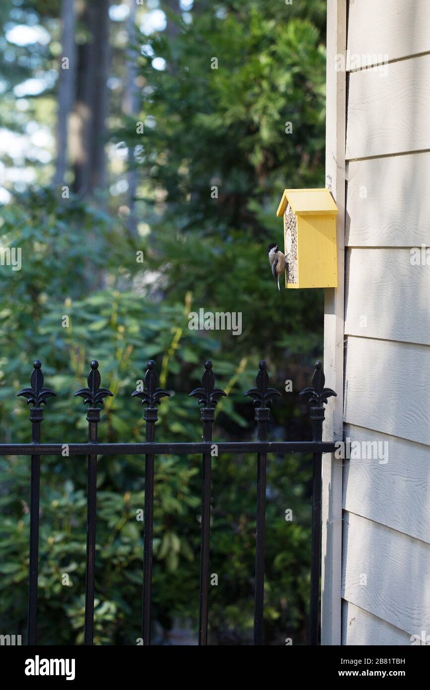 Ein Kicheree klammert sich an ein Maurer-Bienen-Haus. Stockfoto