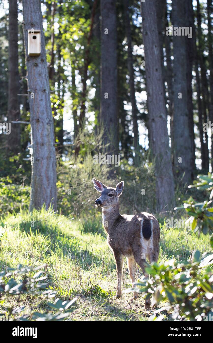 Ein Hirsch in einem Wald in Eugene, Oregon, USA. Stockfoto