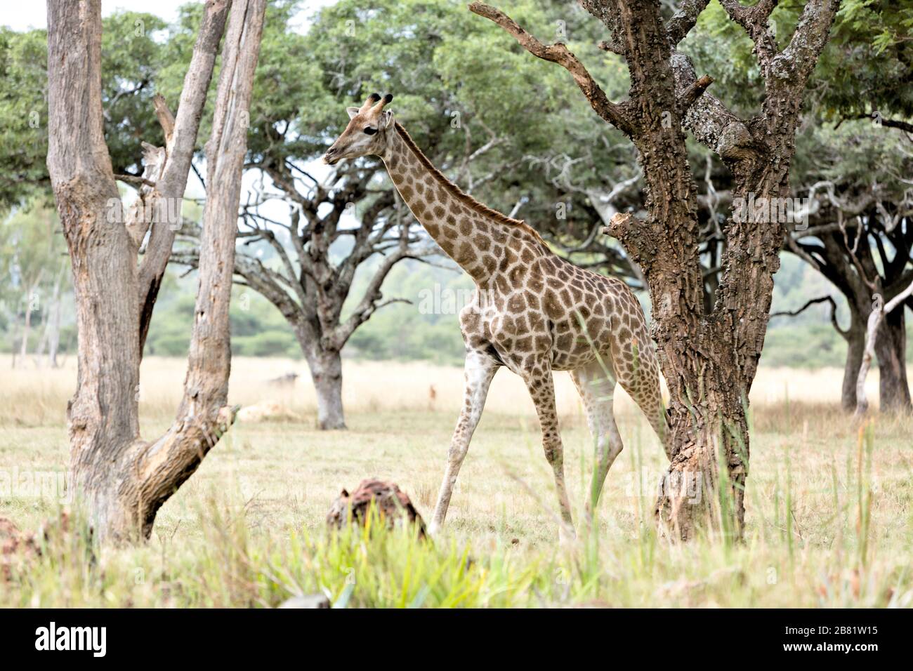 Giraffe, die sich bei Sonnenschein am Nachmittag durch die Akazienbäume amüsieren Stockfoto