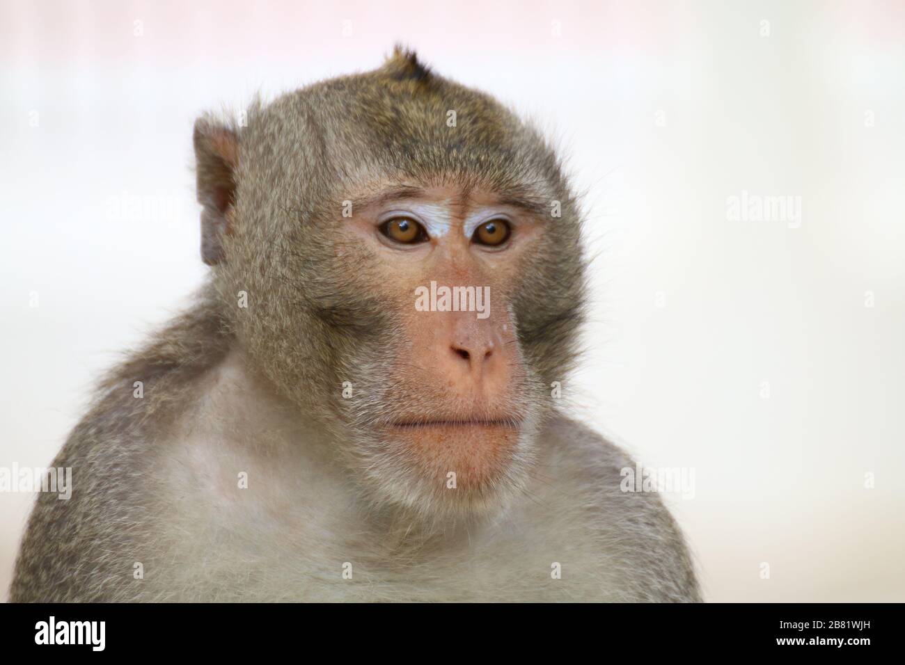 Affe, Affe Face Portrait, Jungle Monkey Close Up, Monkey Ape Stockfoto