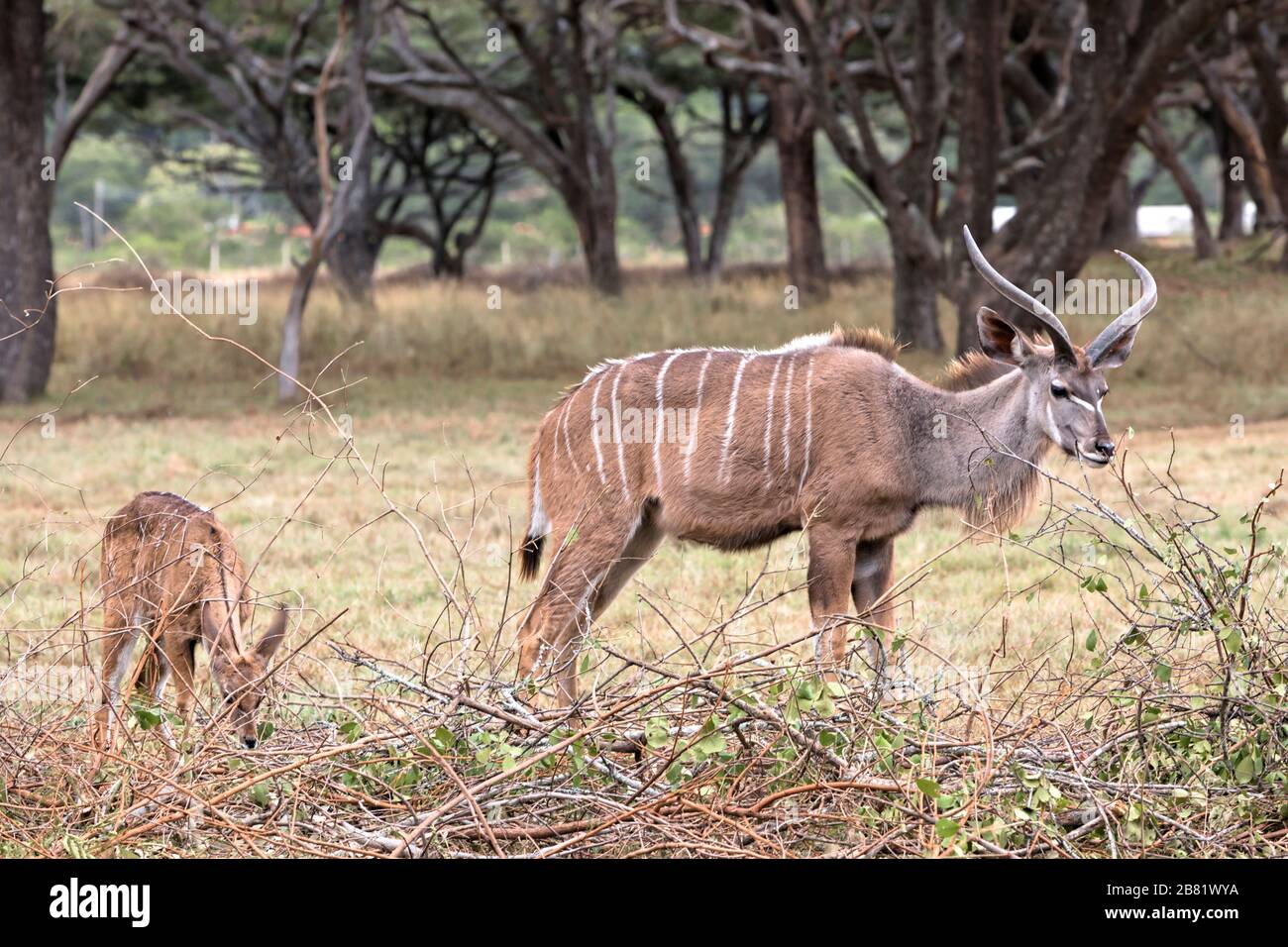 Größere Kudu-Stier und Kalb weiden unter den Akazienbäumen Stockfoto