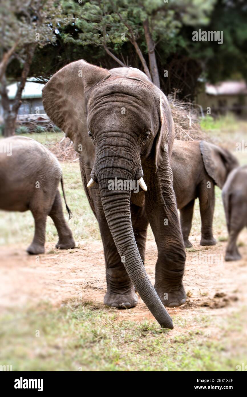 Neugieriger junger Elefant nähert sich Stockfoto