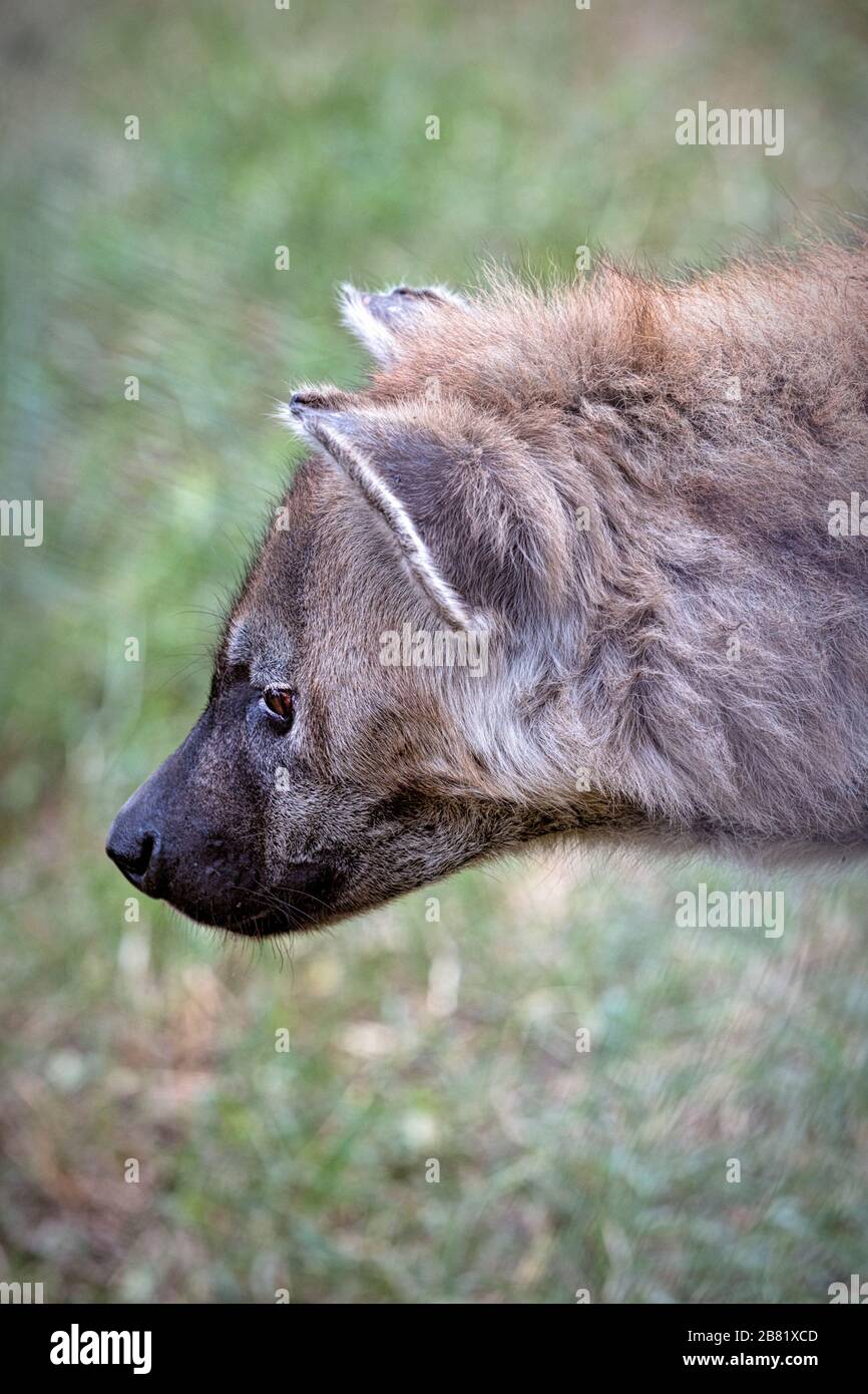 Porträt einer gefleckten Hyena, Simbabwe Stockfoto