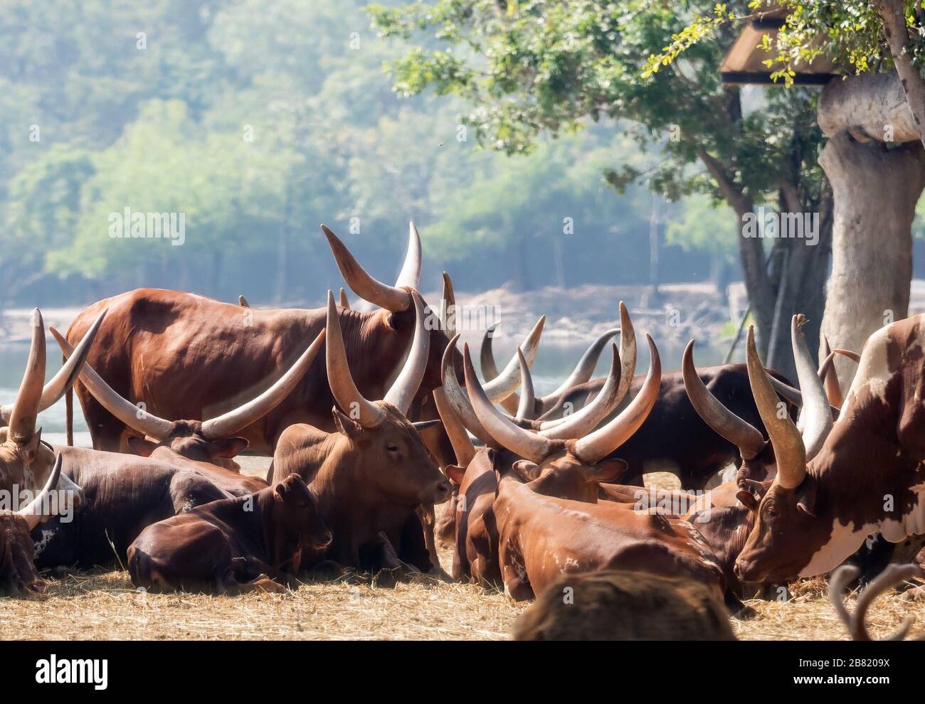 Die Close-Up-Gruppe von Ankole Watusi legte sich auf trockenes Gras Stockfoto