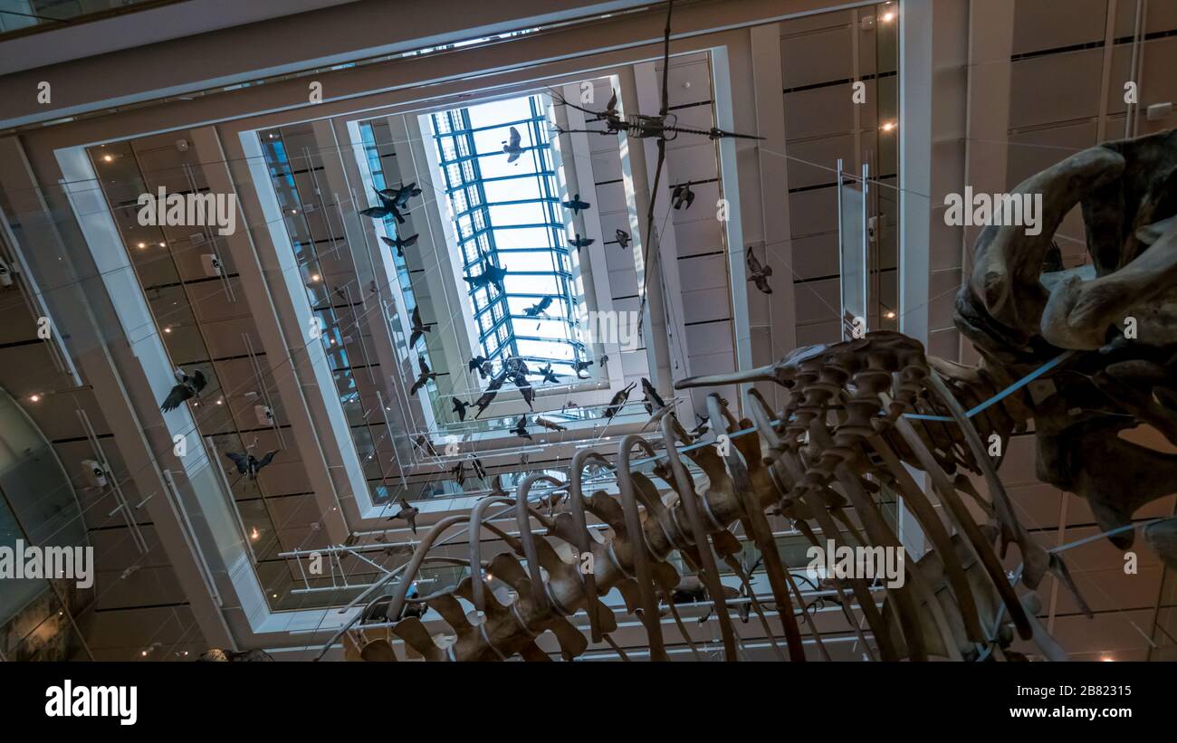 Trient 2019. Hauptraum des Wissenschaftsmuseums oder MUSE. Wir sind an einem heißen Sommertag und das Museum ist ein Ziel für Hunderte von Touristen am Tag. Augu Stockfoto