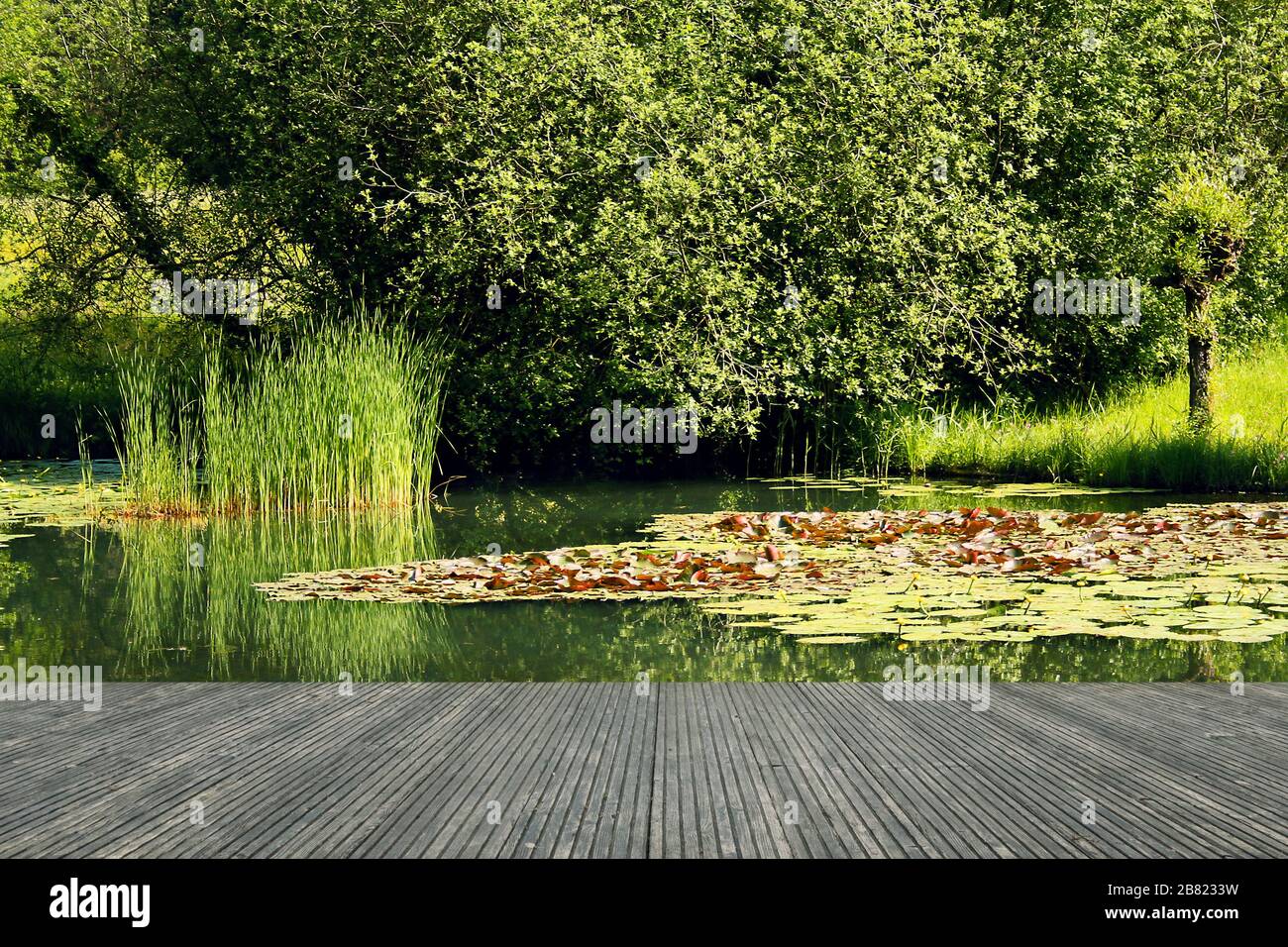 Terrasse mit wunderbarer Aussicht. Gartenteich mit Seerosen und grünen Ufern. Mit Freude in der Natur leben. Deutschland Stockfoto