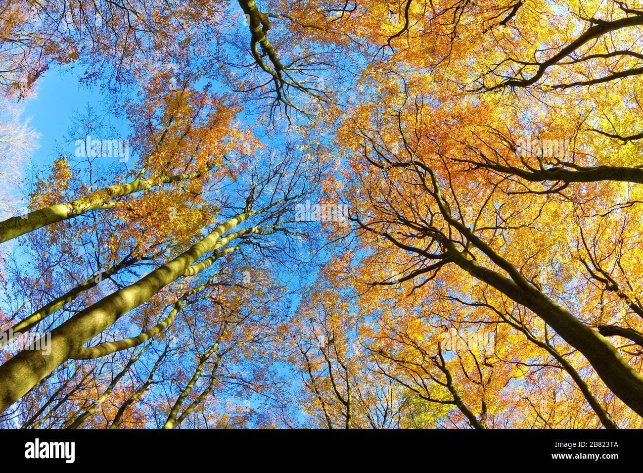 Buchenwald im Herbst, lüneburgische Heide, Deutschland Stockfoto