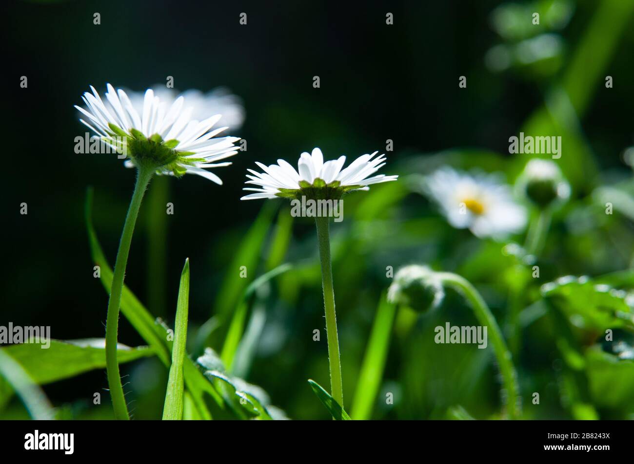 In der Toskana blühen im Frühjahr Blumen. Stockfoto