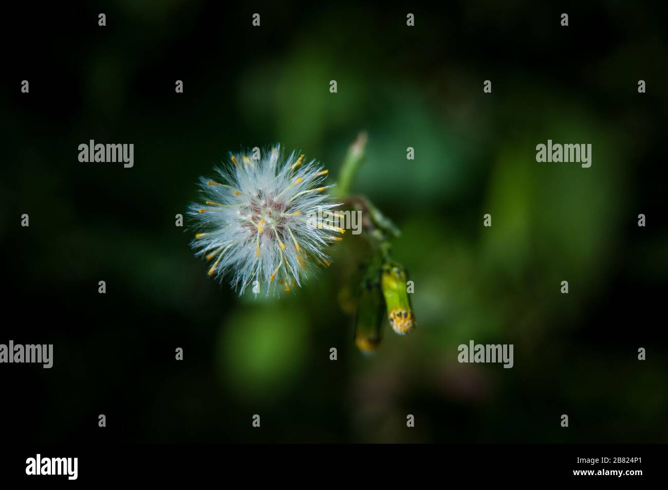 In der Toskana blühen im Frühjahr Blumen. Stockfoto