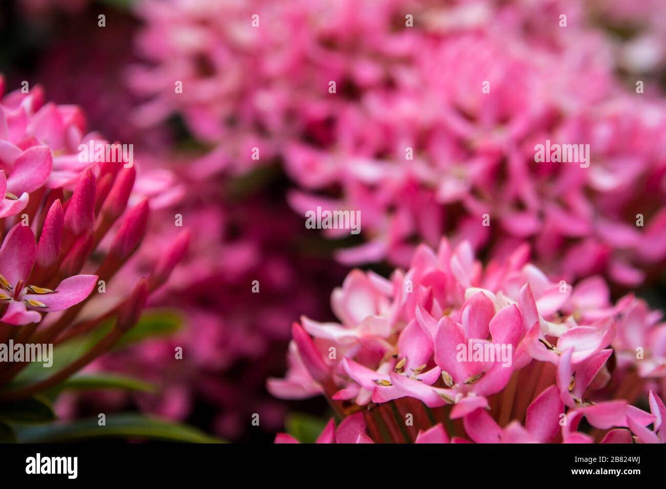 Der dichte Haufen von rosafarbenen Ixora-blüten Stockfoto