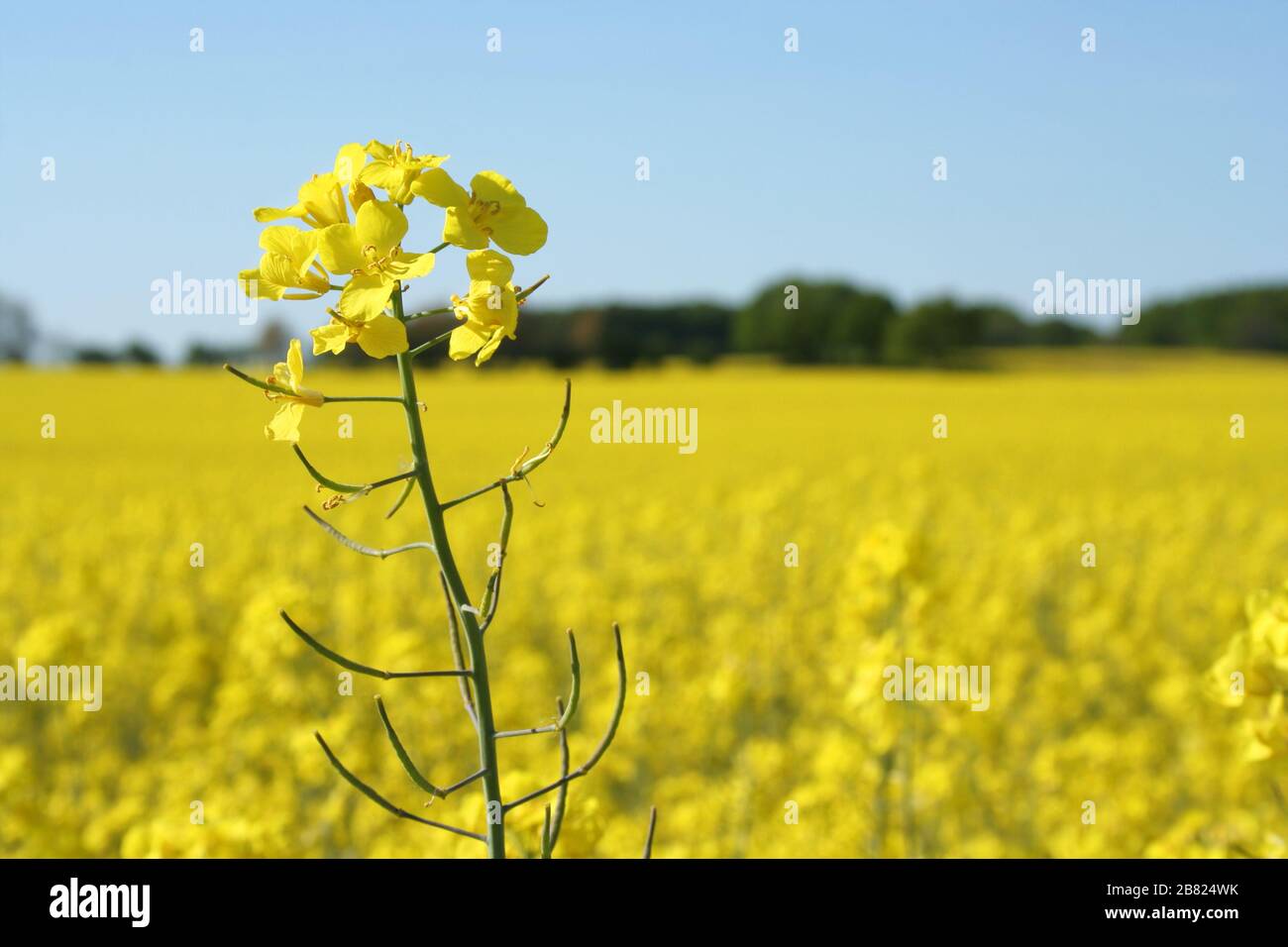 Schönes Rapsfeld in der lüneburgischen Heide, Norddeutschland. Stockfoto