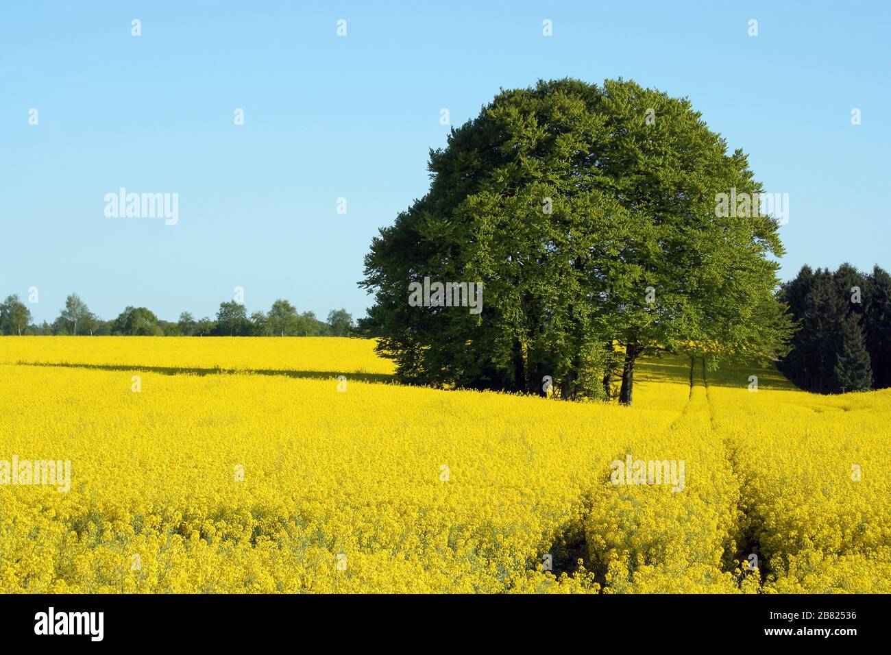 Schönes Rapsfeld in der lüneburgischen Heide, Norddeutschland. Stockfoto