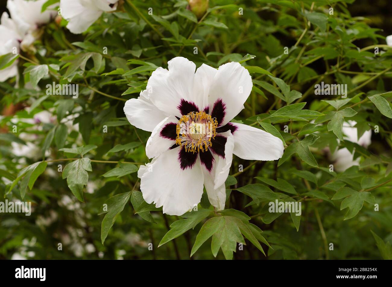 Wie pfingstrosen Stockfotos und bilder Kaufen Alamy