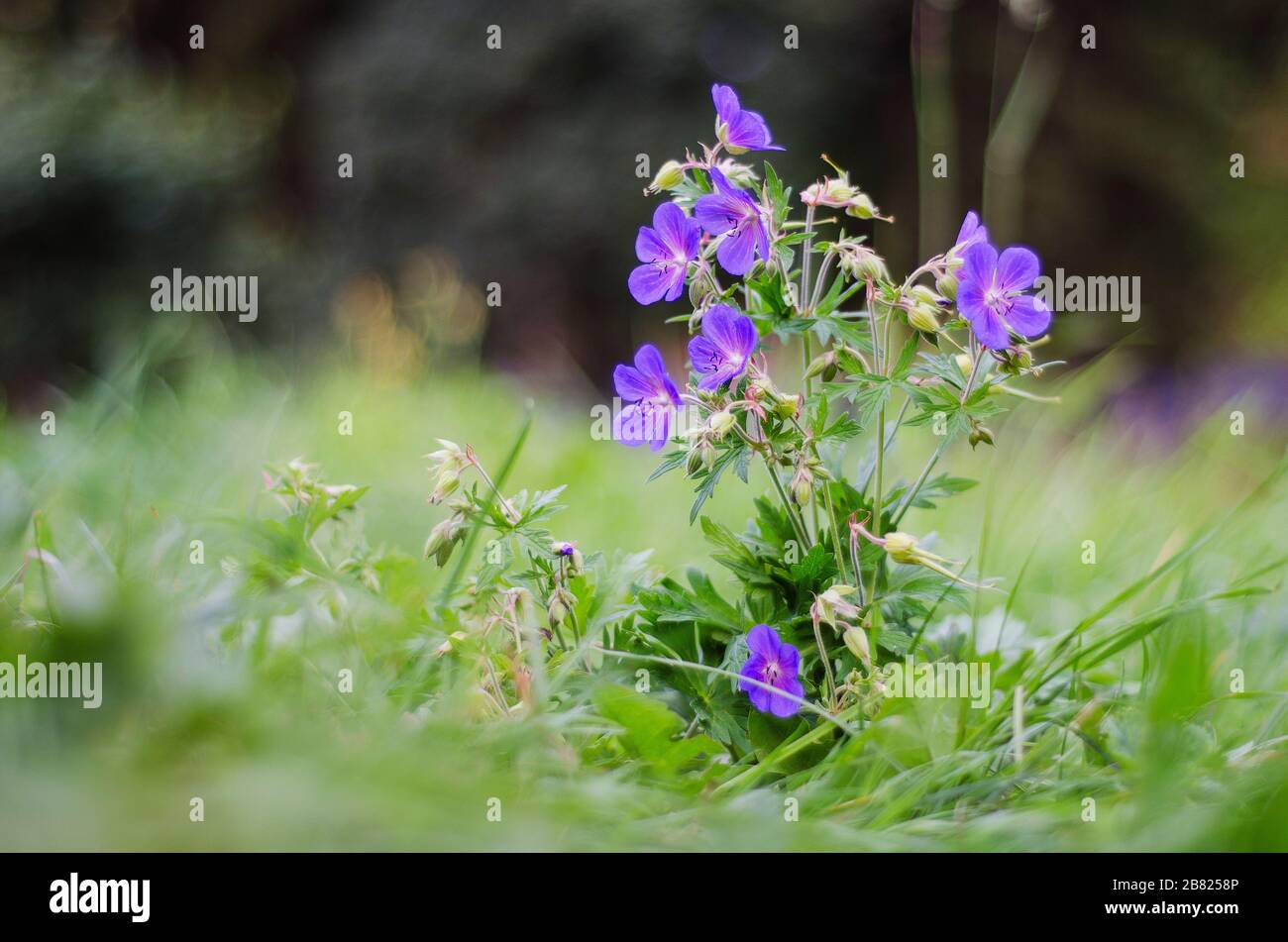 Pflanzen Sie mit blauen Blumen Stockfoto