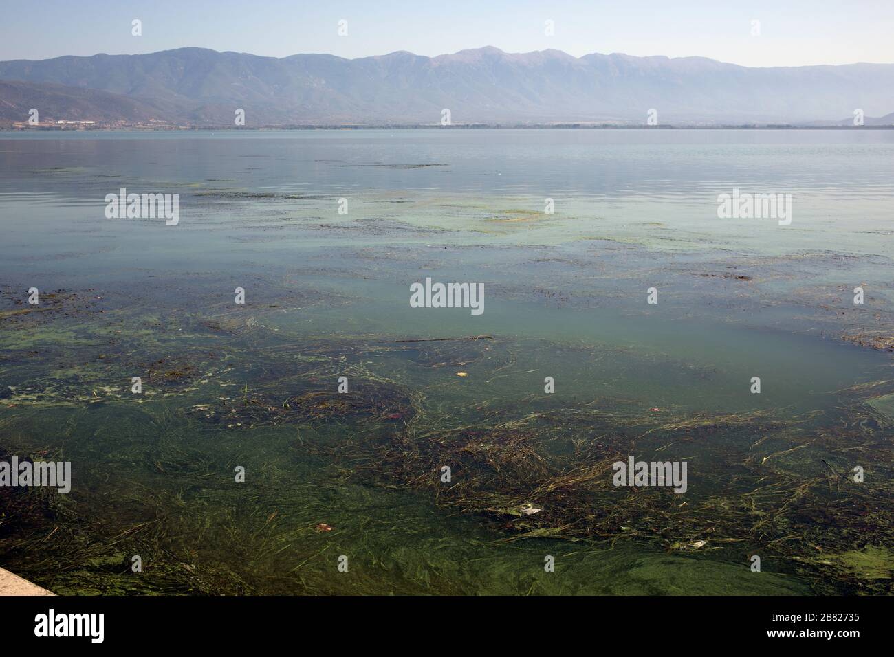 Heilalgen aus dem Dojran-See und Bergen im Rücken.Algen sind gut für die Heilung von Sinusitis.der dunkle Schlamm von Dojran ist vorteilhaft für Knochen. Stockfoto