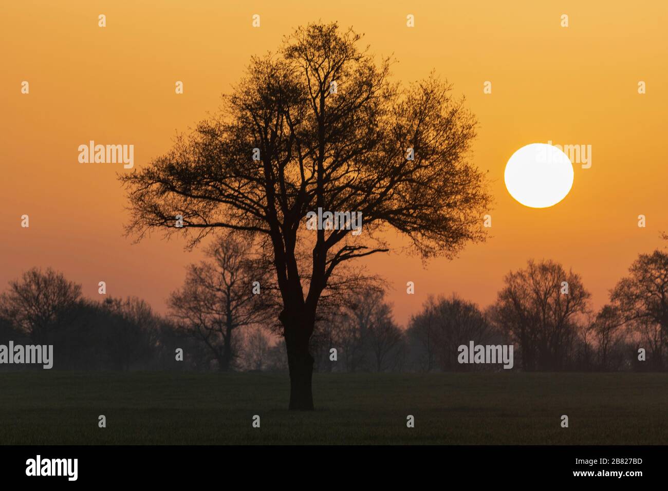 Silhouette einer Eiche bei Sonnenaufgang auf dem Land Stockfoto