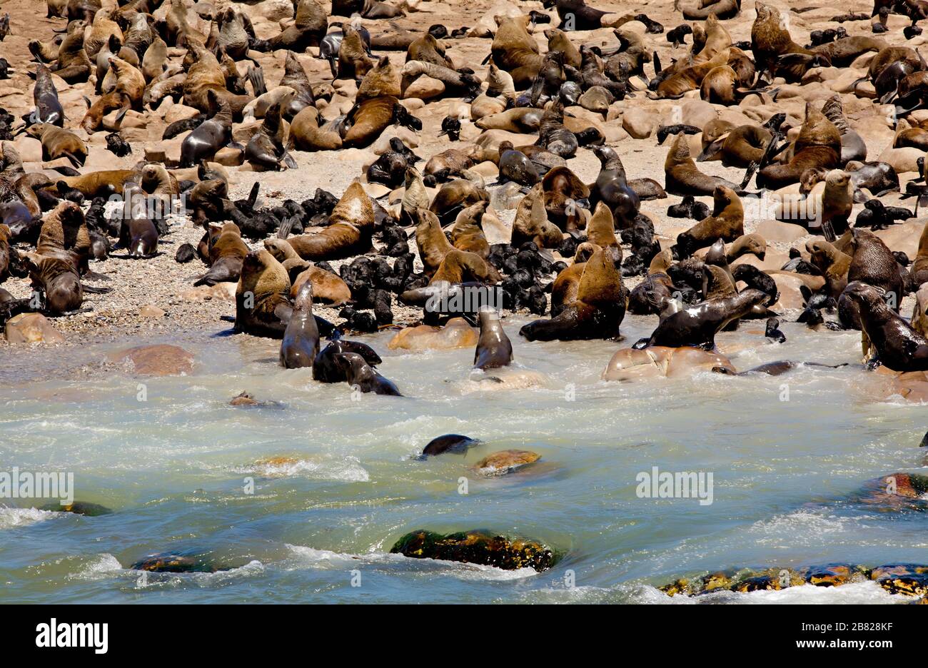 Tausende Robben auf dem Dyer Island Reserve vor der Küste Südafrikas Stockfoto