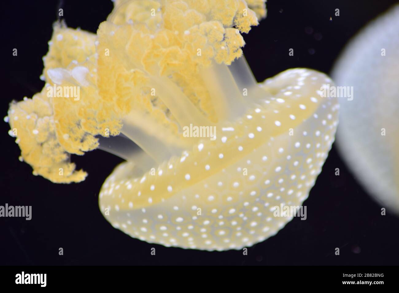 Weiß Gefleckter Jellyfish, Phyllorhiza Puncata Stockfoto
