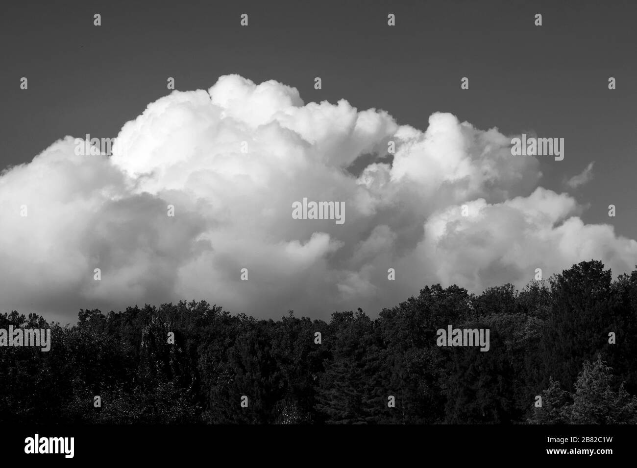 Schwarz-Weiß-Foto von flauschigen Wolken über der Baumgrenze Stockfoto