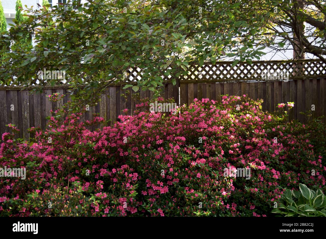 Rosa Blüten im Garten Stockfoto