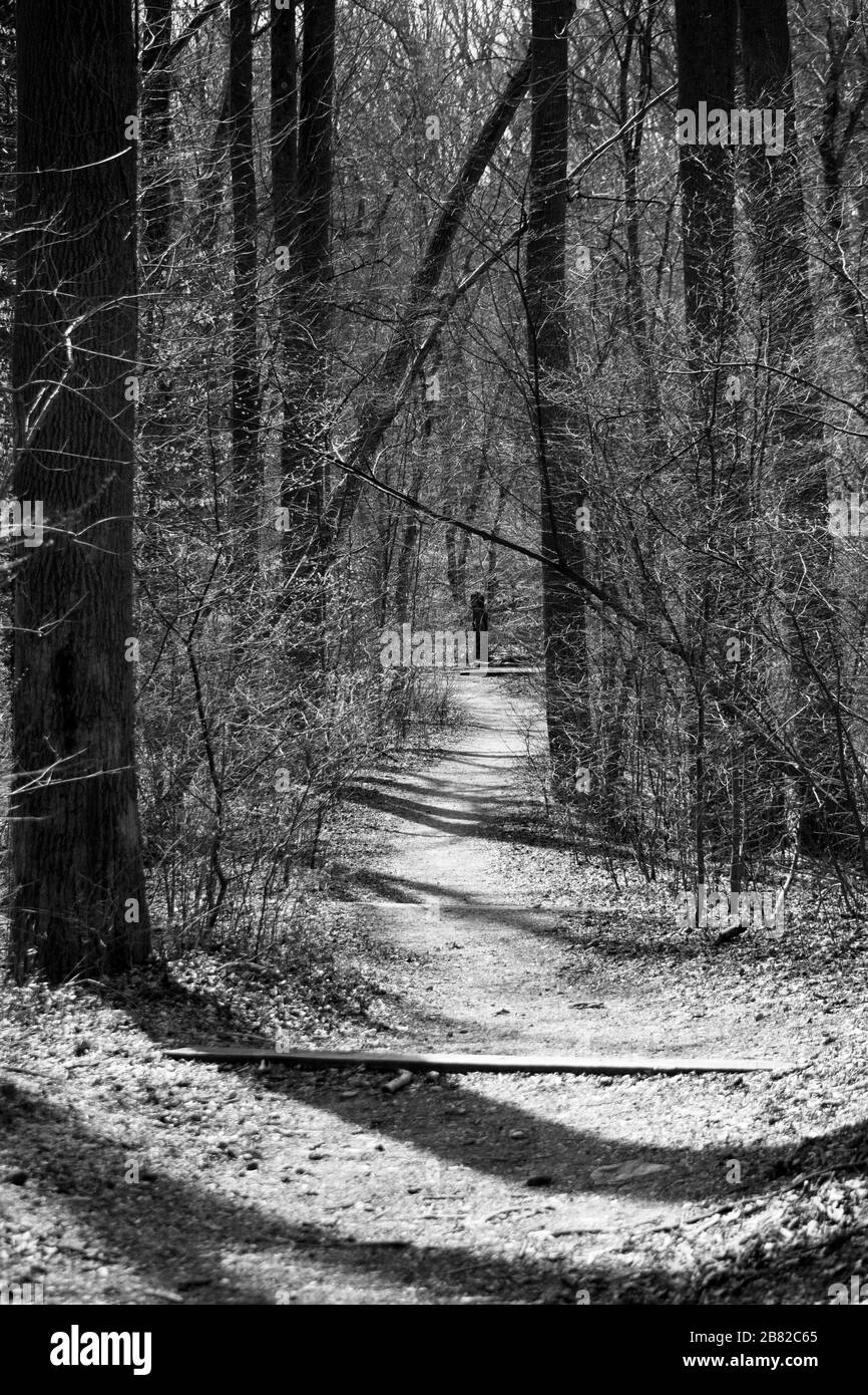 Schwarz-Weiß Foto des Rock Creek Park Trail, Washington DC Stockfoto