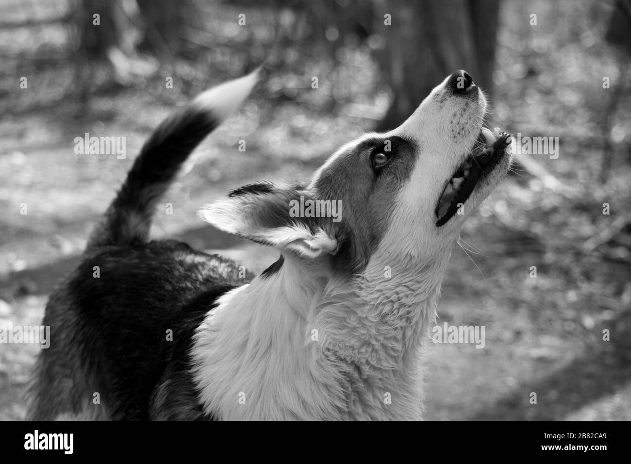 Schwarz-Weiß-Foto von Hundeprofil auf Trail Stockfoto