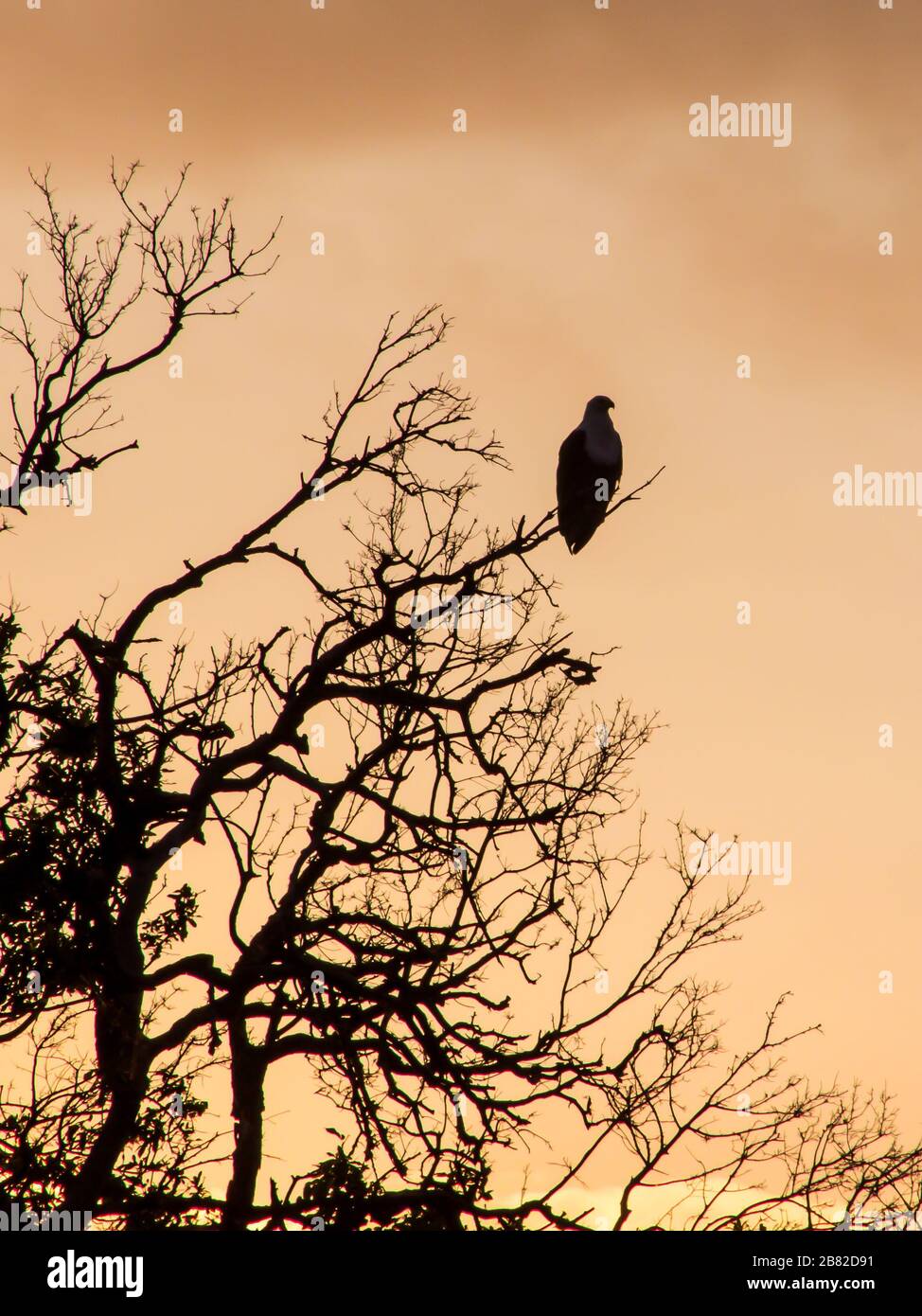 Silhouette eines Afrikanischen Fischadlers, Haliaetus vocifer, in den Bäumen des Flusswaldes des Olifants River im Kruger National Park Stockfoto