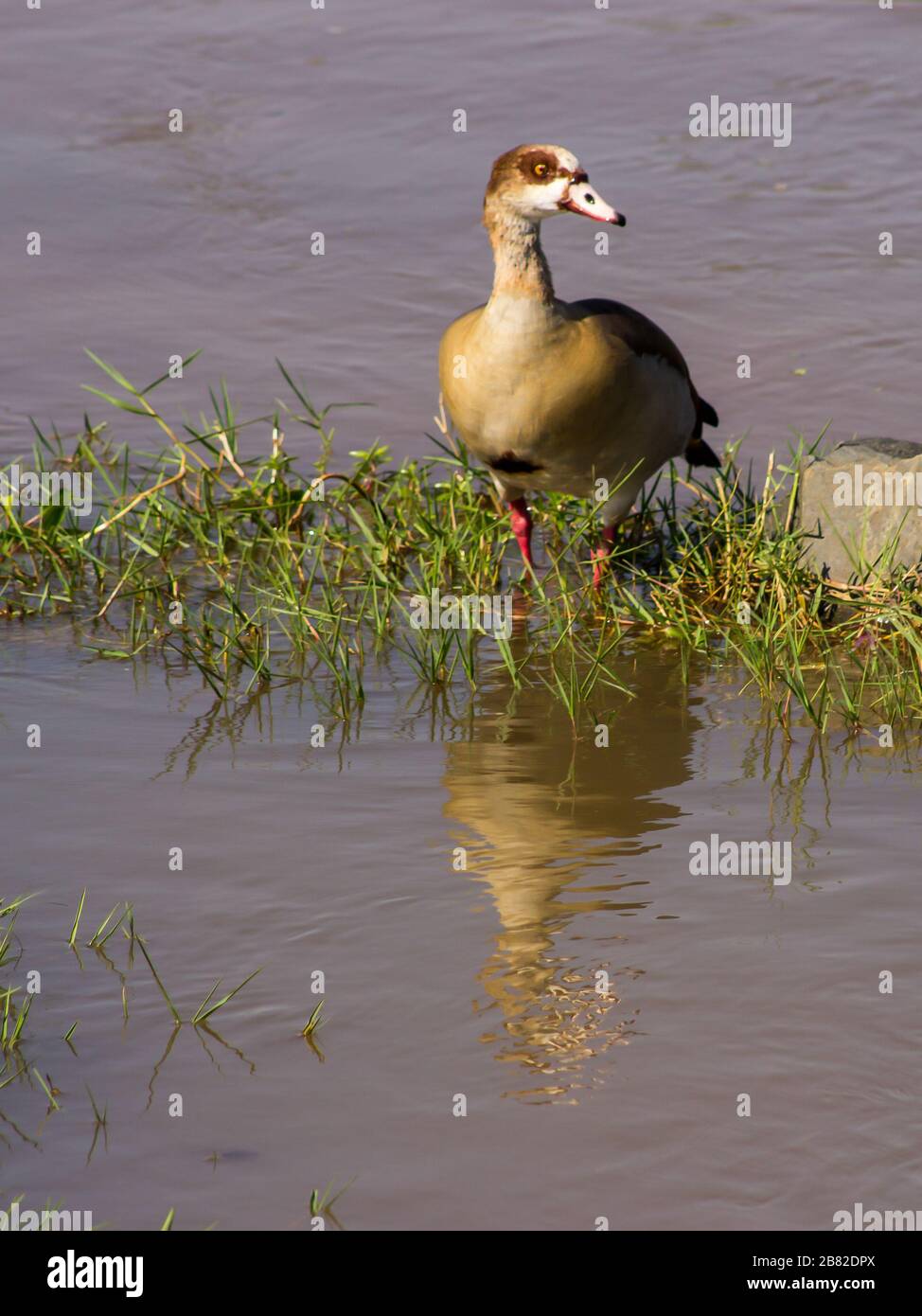 Ägyptische Gans (Alopochen aegyptiaca) und ihre Reflexion auf einer grasbewachsenen Sandbank im Olifants River, Kruger National Park, Südafrika Stockfoto