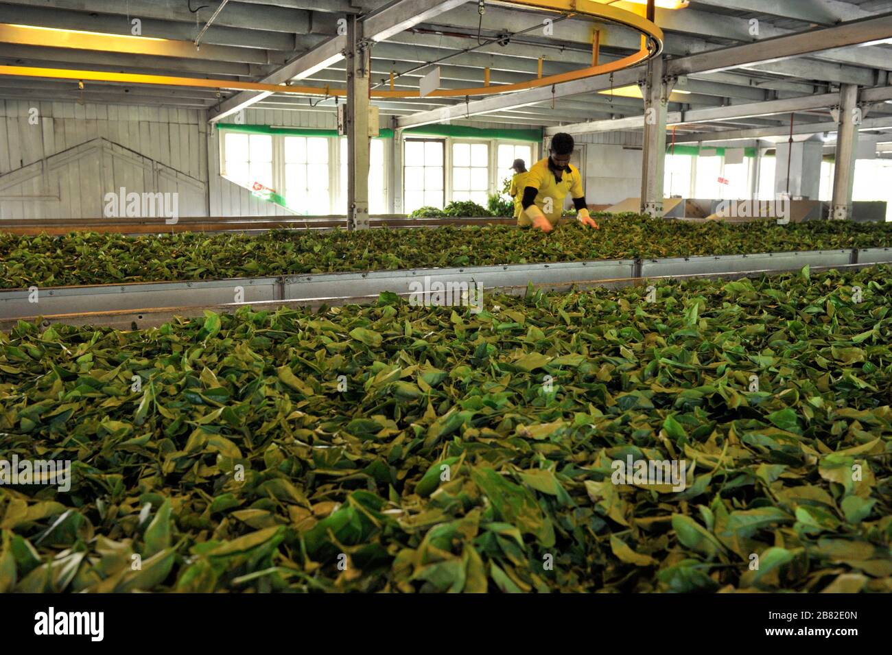 Sri Lanka, Nuwara Eliya, Damro Teefabrik, Teeblätter Trocknen Stockfoto