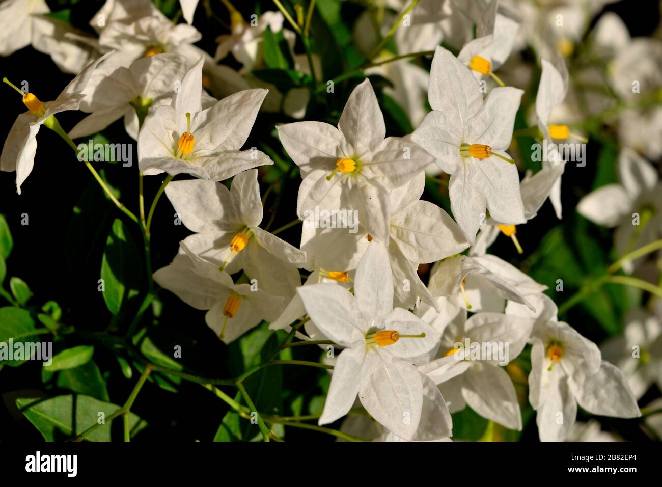 Nahaufnahme der schönen weißen Jasminblüten im Nachtschatten Stockfoto