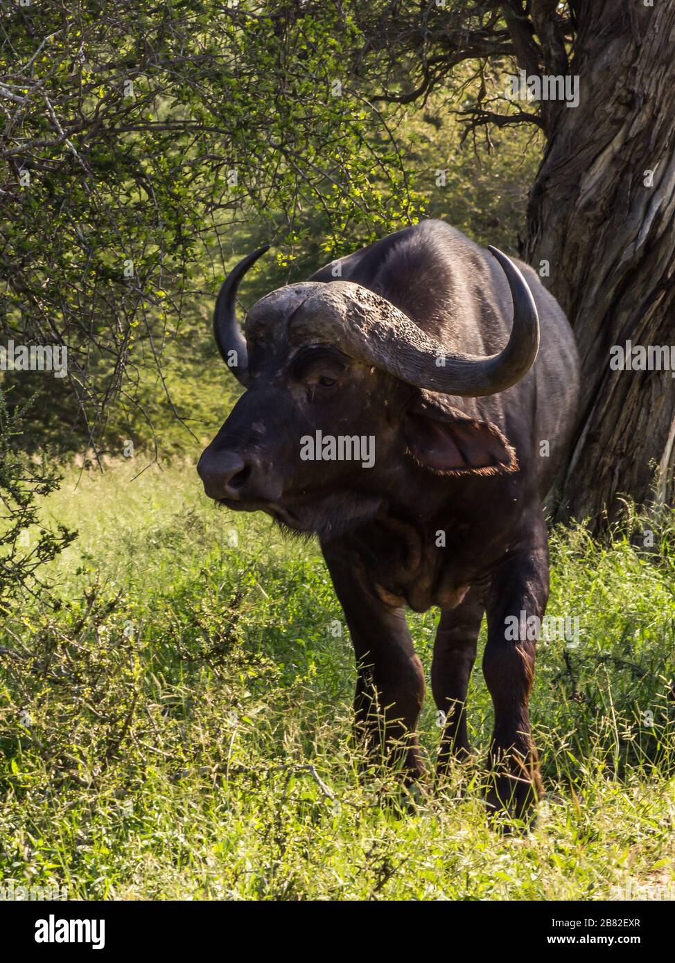 Ein einsamer büffel, Syncerus Caffer, der von der späten Nachmittagssonne beleuchtet wird, die in Monochrom im Kruger National Park, Südafrika fotografiert wurde Stockfoto