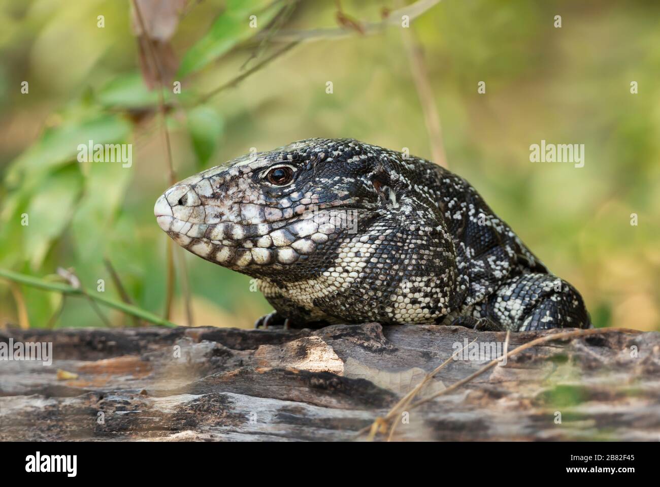 Nahaufnahme eines schwarz-weißen Tegu (Salvator Merianae), Pantanal, Brasilien. Stockfoto