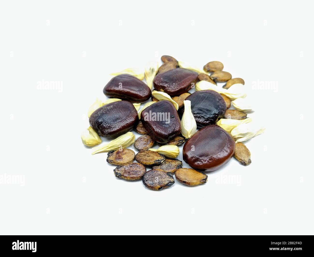 Ein Bild von Samen Stockfoto