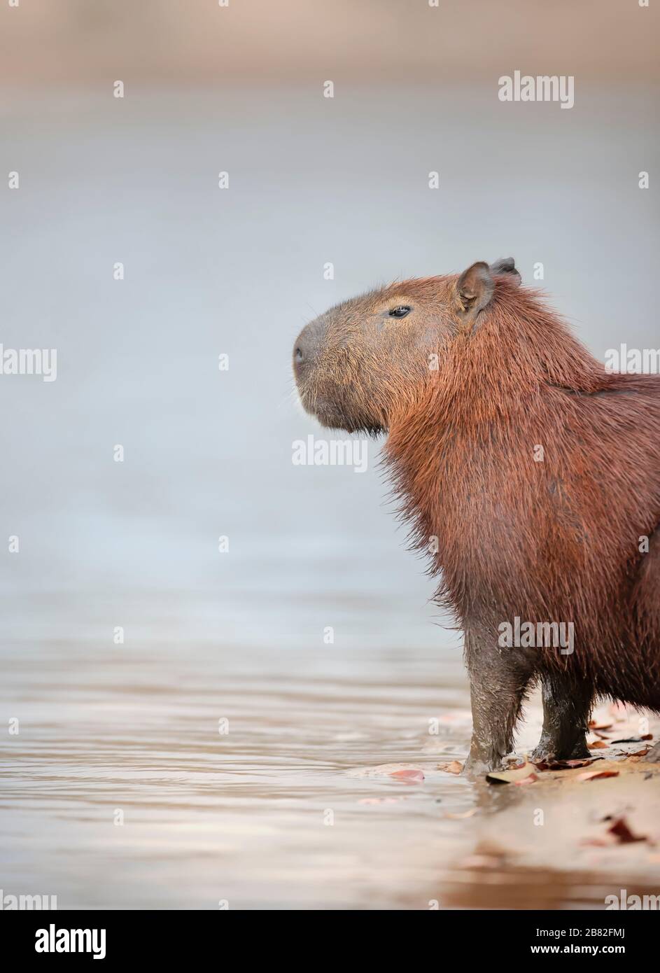 Nahaufnahme eines Capybara vor klarem Hintergrund an einem Flussufer, Südpantanal, Brasilien. Stockfoto