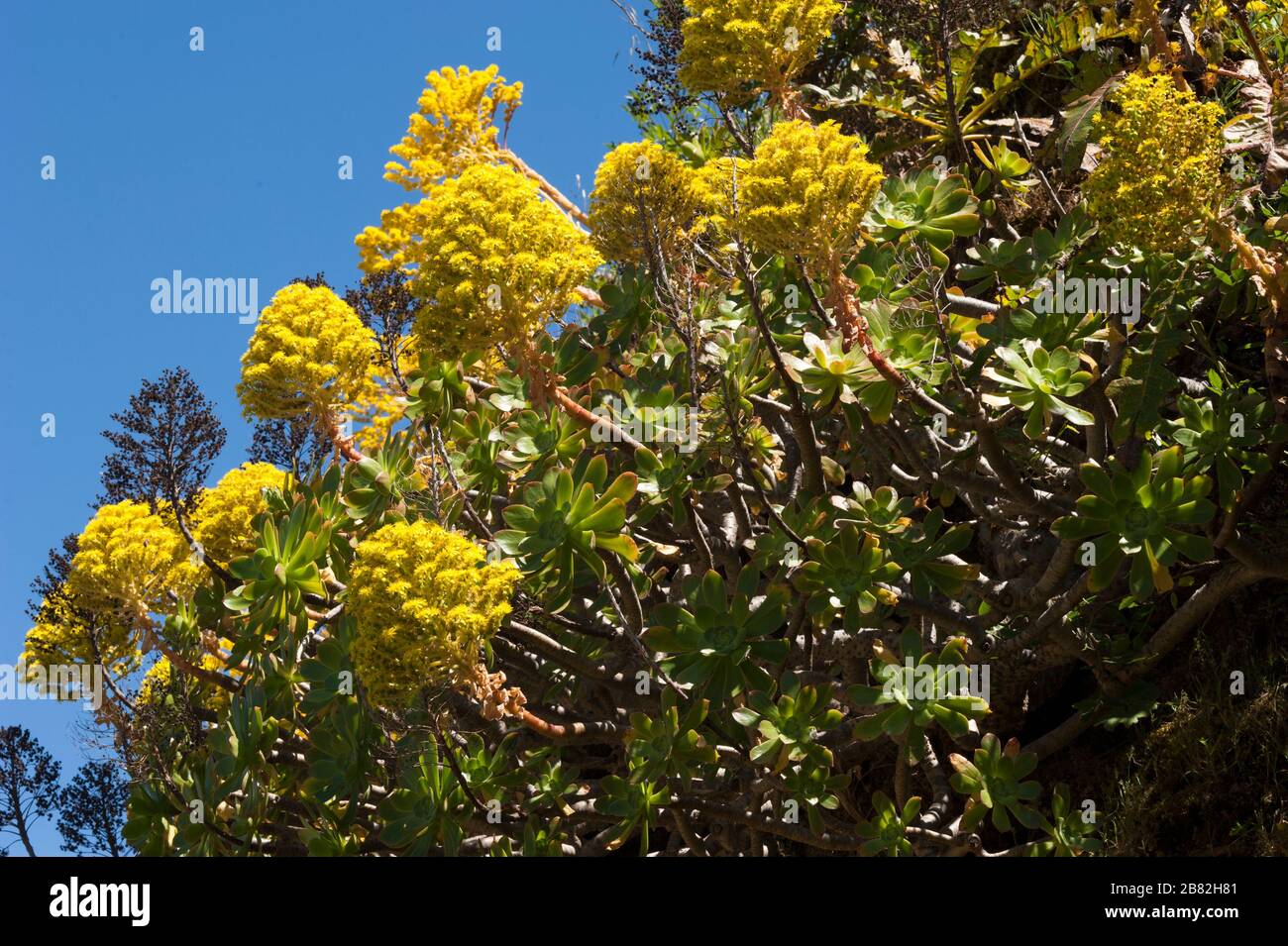 Aeonium arboreum ssp. Holochrysum Stockfoto