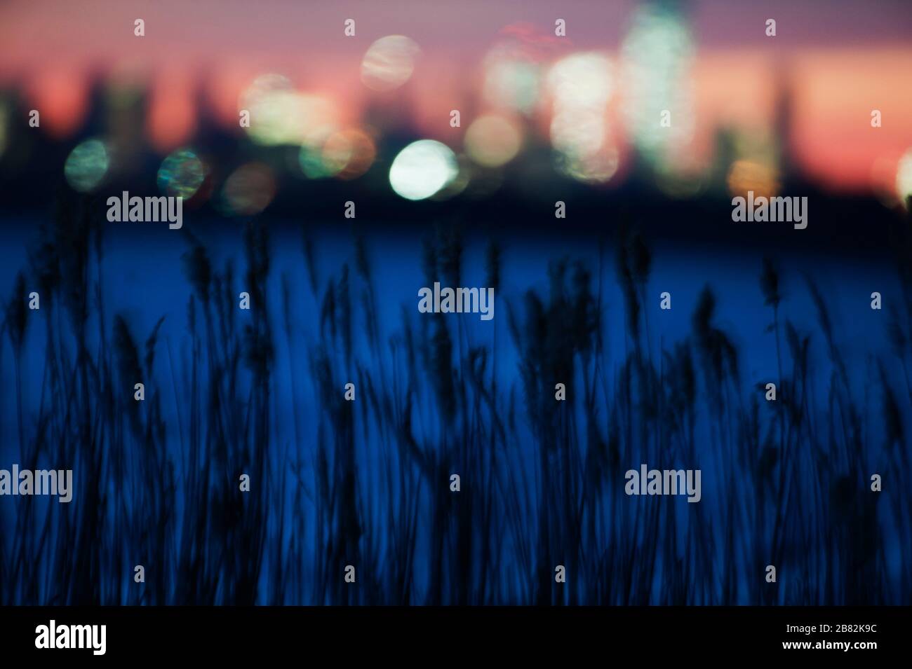 Phragmites Schilf und Stadtlichter in der Nacht Stockfoto