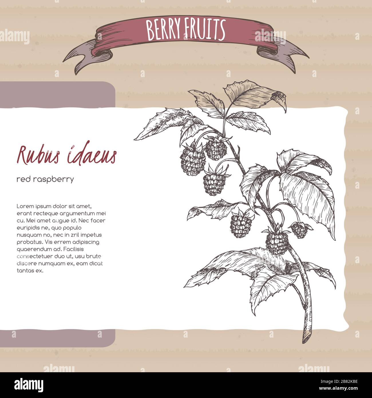 Rote Himbeere alias Rubus Idaeus Verzweigung Skizze auf Papphintergrund. Beerenfrüchteserie. Stock Vektor