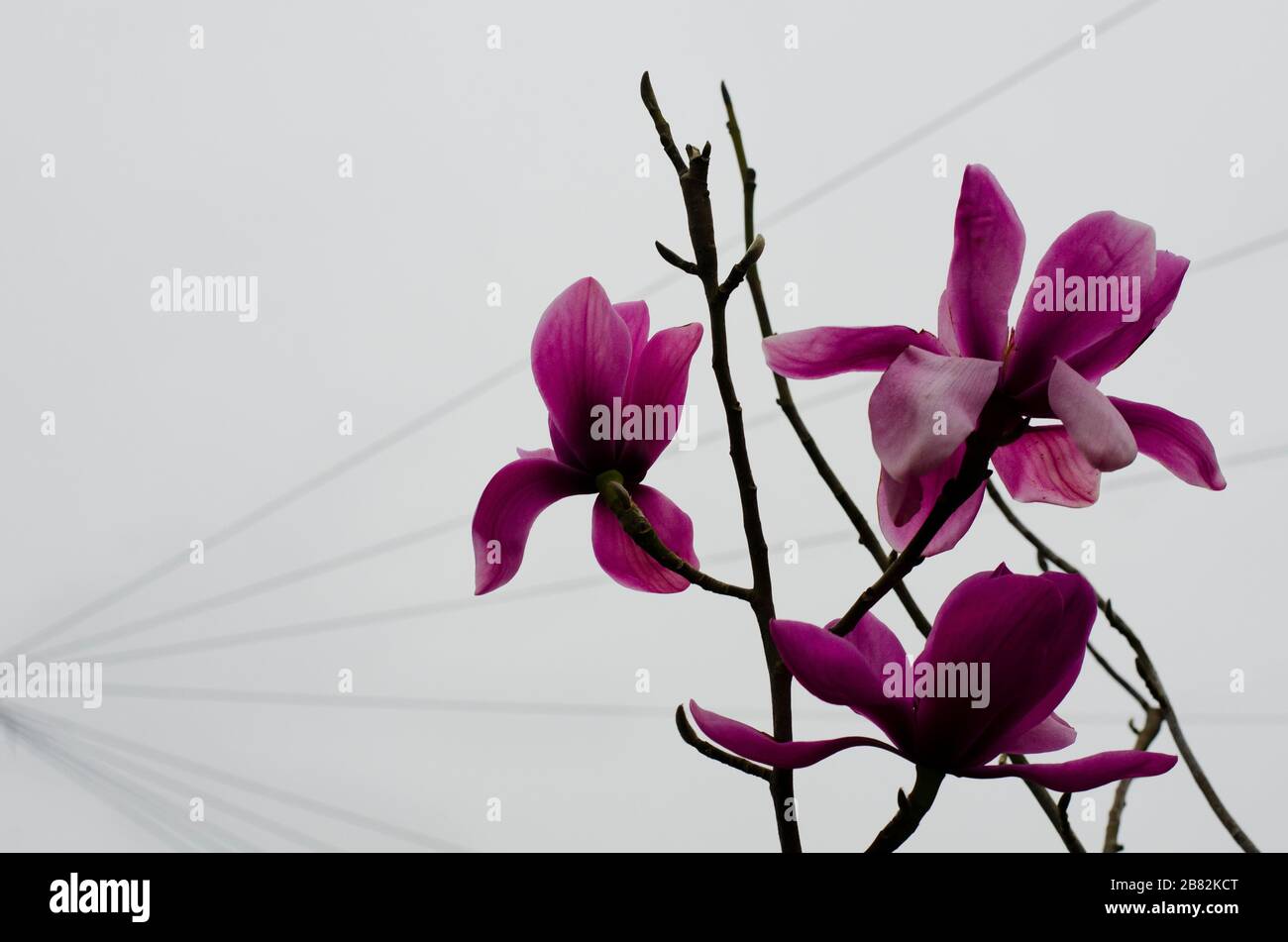 Rosa Magnolien-Blumen vor grauem Hintergrund mit Linien geöffnet Stockfoto