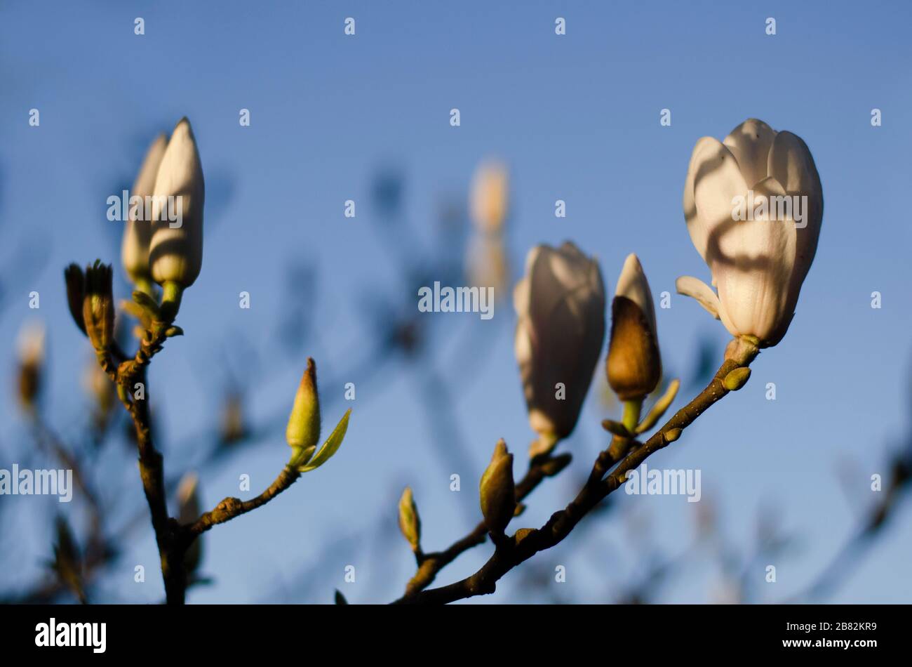Weiße Blumen mit abstrakten Schatten und Ästen von Magnolia Tree Stockfoto