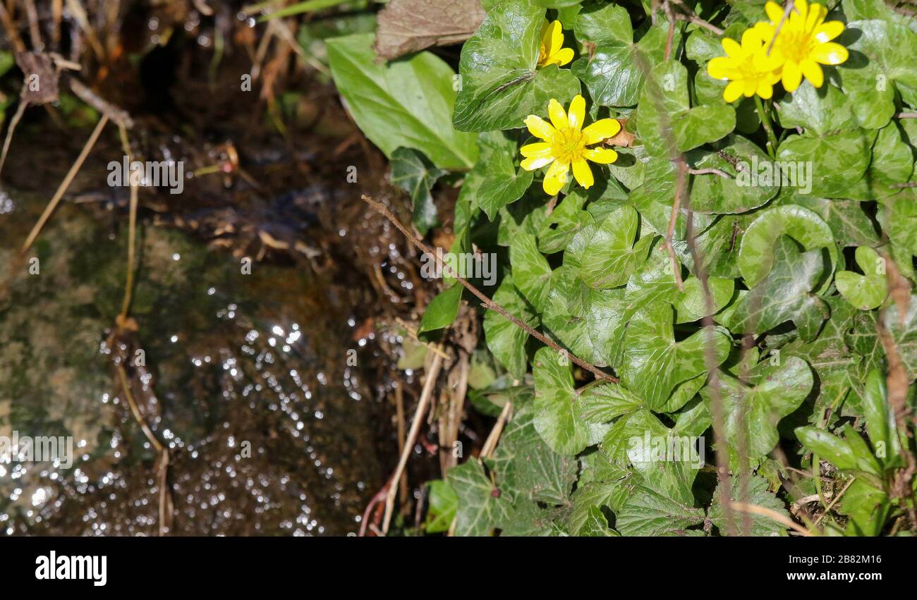 Broadwater, Lagan Canal, Moira, Co Antrim. März 2020. Ein angenehmer sonniger Frühlingstag auf dem ehemaligen Lagan-Kanal trotz der ungeraden Dusche. Gelbe Frühlingsblumen, kleine Celandine (Ficaria Verna), ein Mitglied der Familie der Butterblume, in strahlendem Sonnenschein neben einem kleinen Bach. Kredit: David Hunter/Alamy Live News Stockfoto