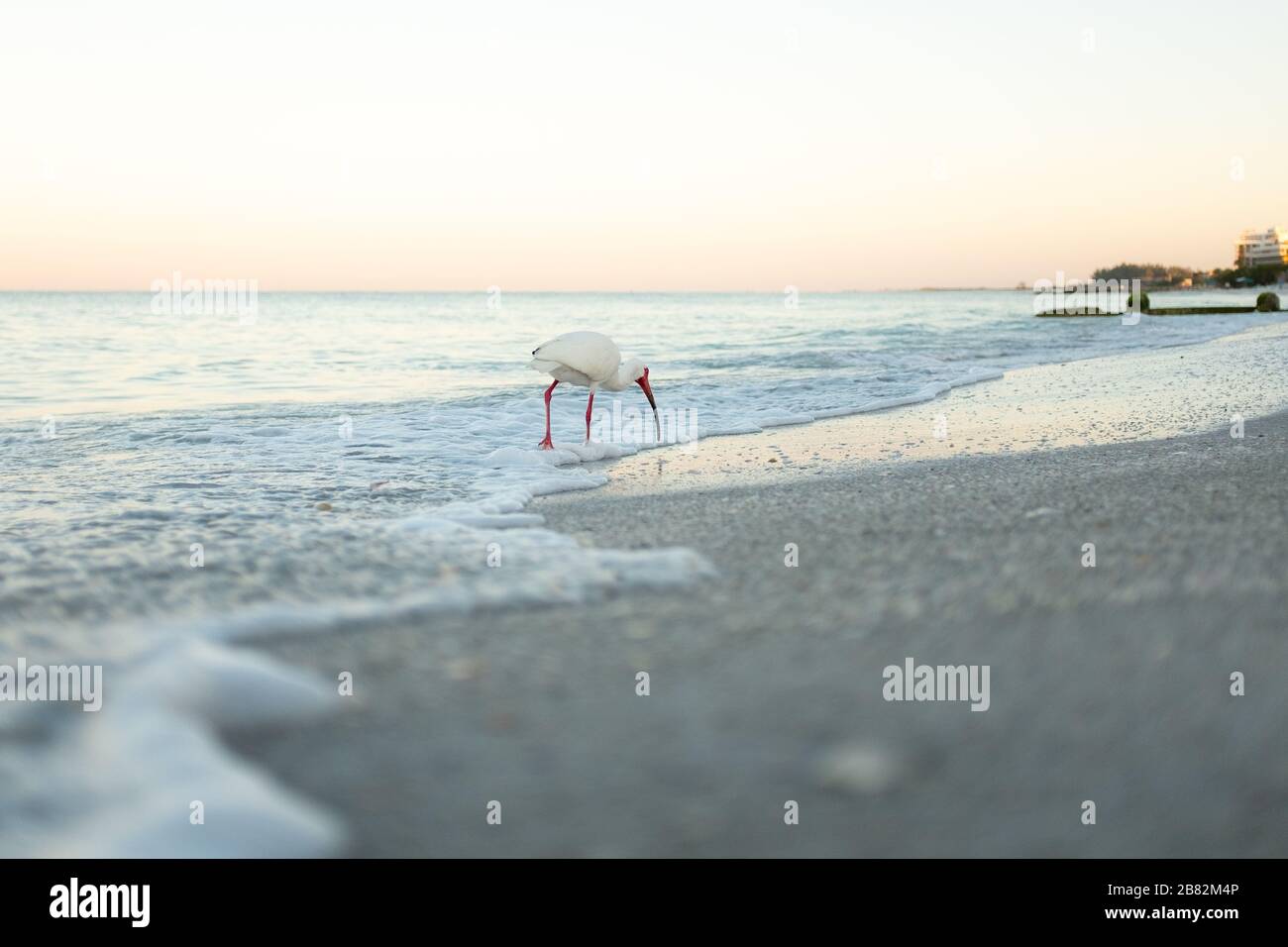 American White Ibis (Eudocims Albus) speisen am frühen Morgen beim Surfen am Lido Beach am Golf von Mexcio in Lide Key, Sarasota, Florida. Stockfoto