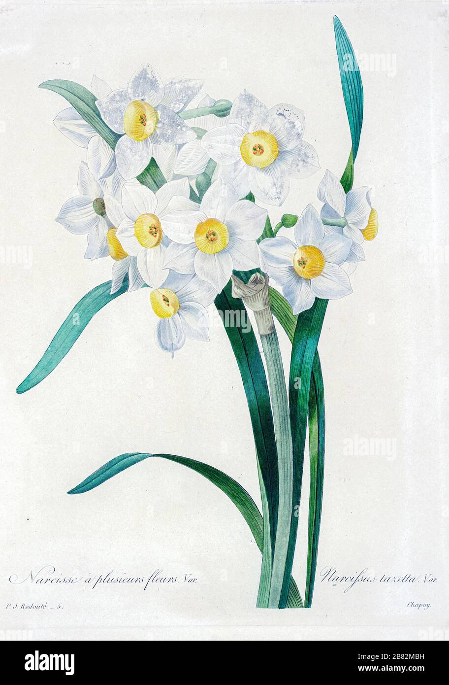 Narcissus Painting Stockfotos Und Bilder Kaufen Alamy